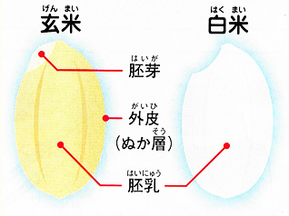 玄米げんまい　白米はくまい　胚芽はいが　外皮がいひ（ぬか層）　胚乳はいにゅう